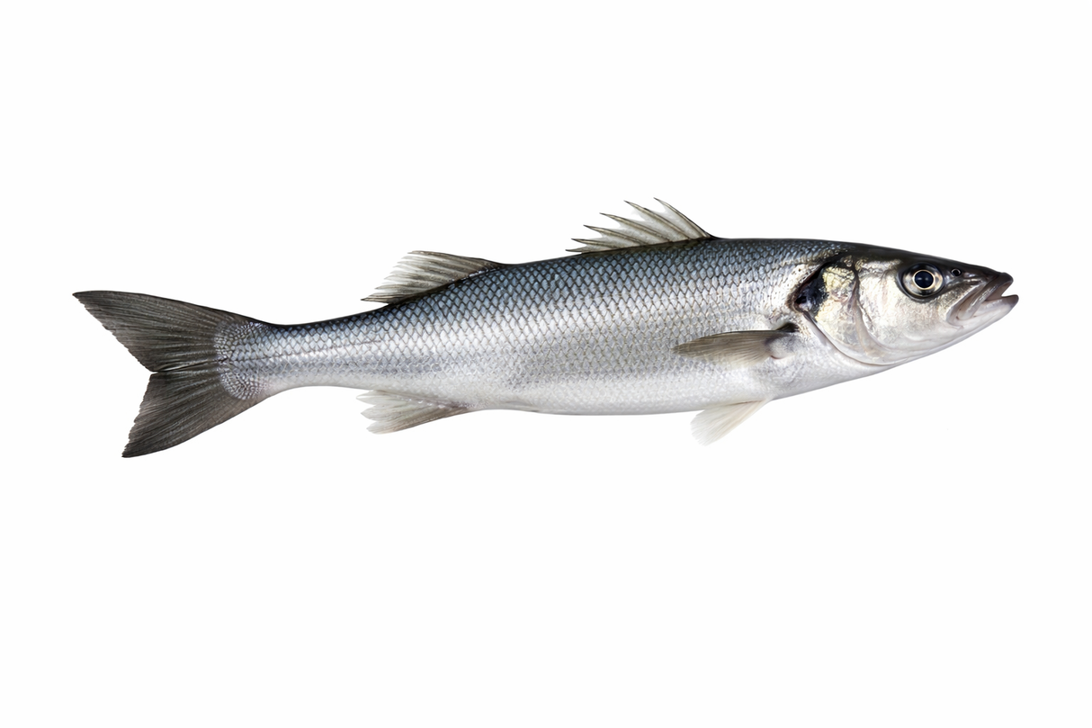 Seabass