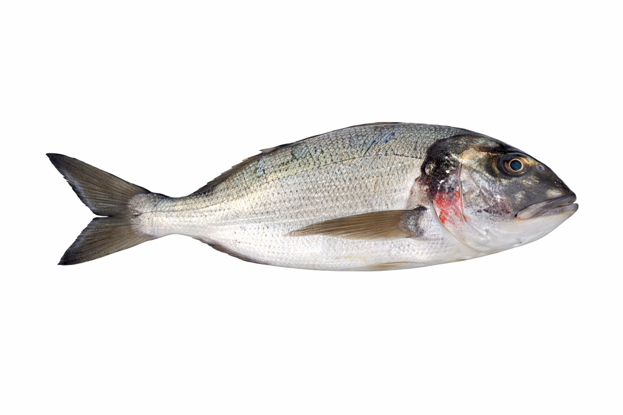 Sea Bream